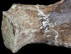 Partial Fossil Plesiosaur Paddle - Goulmima, Morocco #73945-5